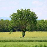 Red Mulberry Tree