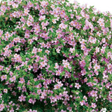 Snowstorm&reg; Pink Bacopa