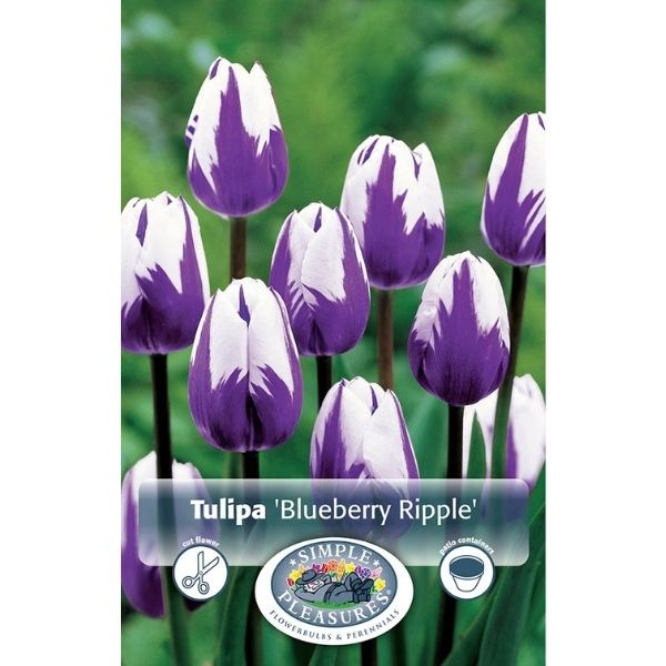 Tulip Blueberry Ripple