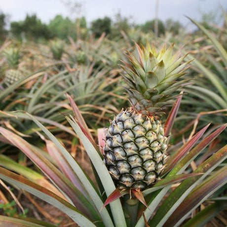 Pineapple Plant