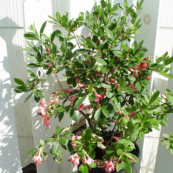 Pink and Sweet Azalea