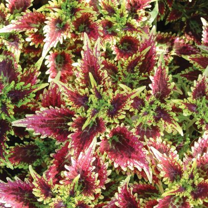 Coleus Sky Fire