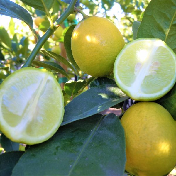 Mexican Lime Tree