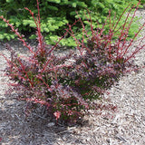 Rose Glow Barberry