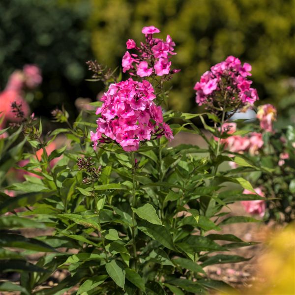 First Editions&reg; Bubblegum Pink&trade; Phlox