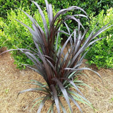 First Knight&trade; Napier Grass