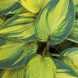 High Society Hosta