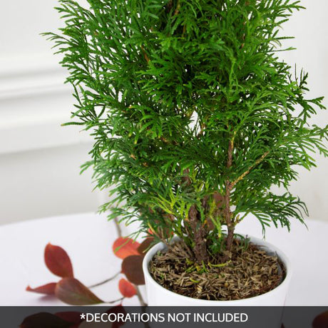 North Pole&reg; Arborvitae Holiday Tree