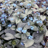 Looking Glass Brunnera