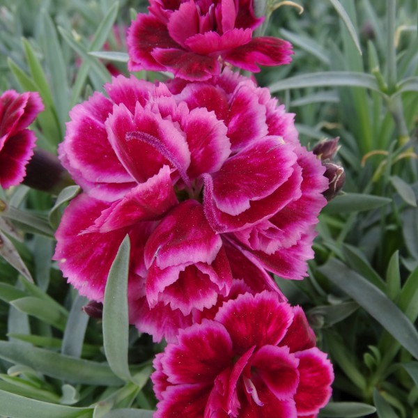 Dianthus Everlast Burgundy Blush