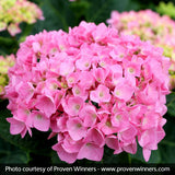 Let's Dance&reg; Blue Jangles&reg; Reblooming Hydrangea