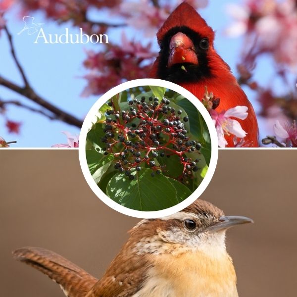 Audubon&reg; Native Pagoda Dogwood