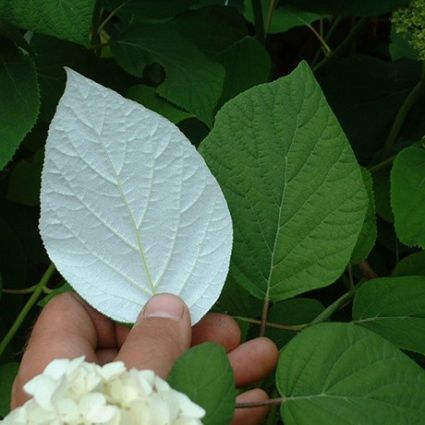 Samantha Hydrangea