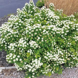 Tor Spirea