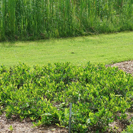Ground Hug&reg; Aronia