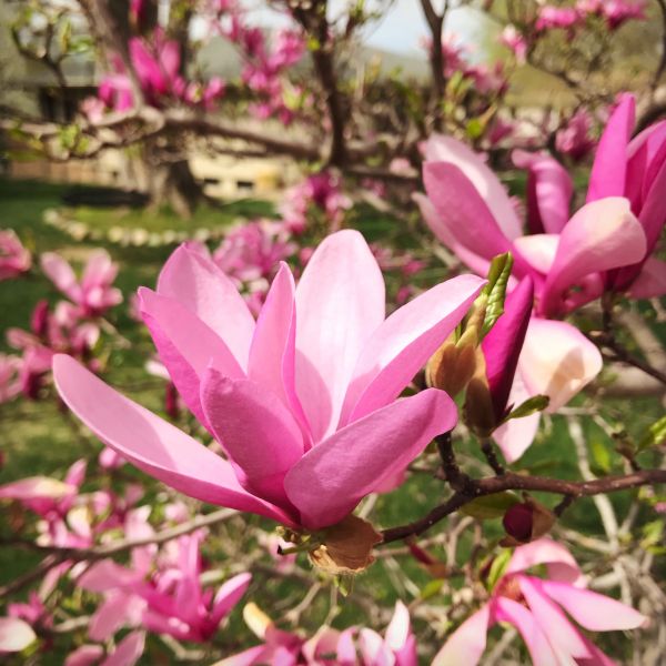 Betty Magnolia Shrub | Buy at NatureHills.com