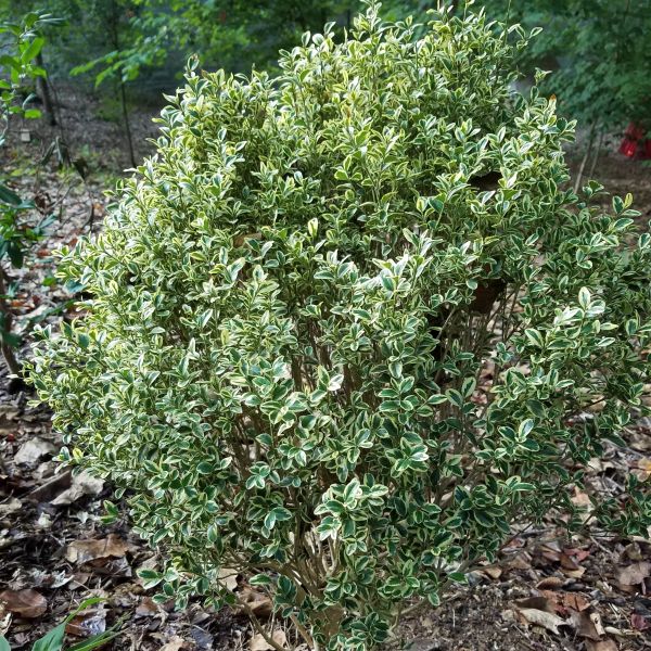 Variegated Boxwood