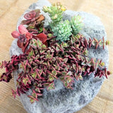 Featherock Succulent Garden