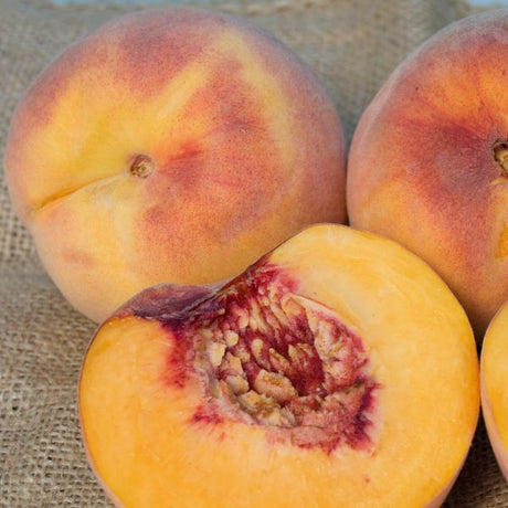 Rio Oso Gem Peach Tree