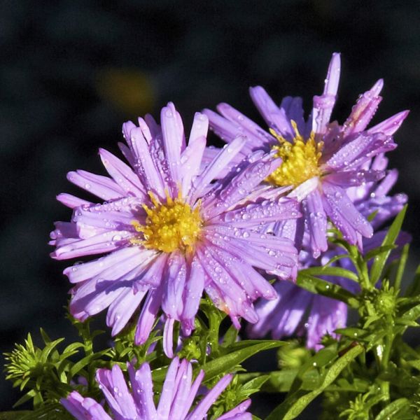 October Skies Aster