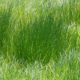 Soft Rush Grass