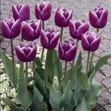 Arabian Mystery Tulip