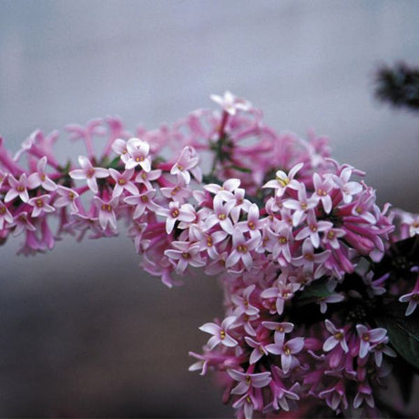 Miss Canada Lilac