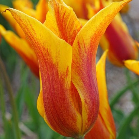 Vendee Globe Tulip