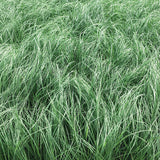 Undaunted&reg; Ruby Muhly Grass