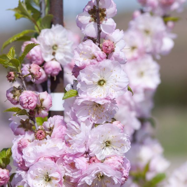 Double Flowering Plum