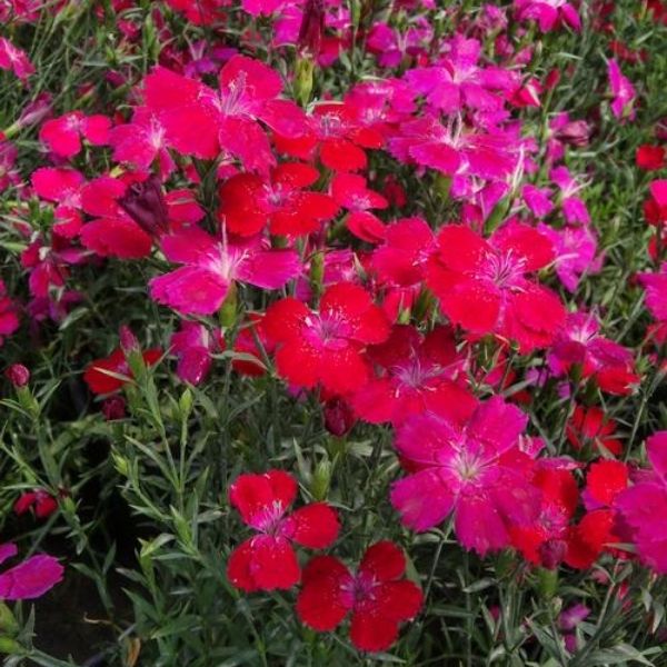 Zing Rose Dianthus