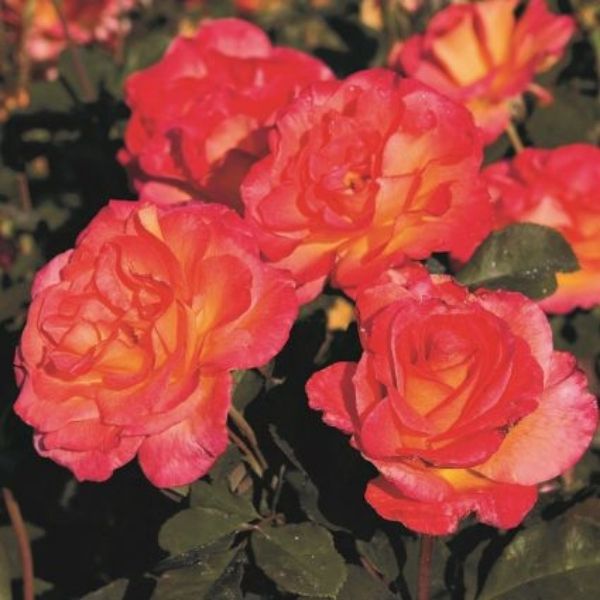 Mardi Gras Floribunda Rose