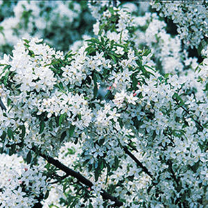 Lollipop® crabapple branches covered in white spring flowers