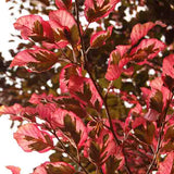 Tricolor European Beech Tree