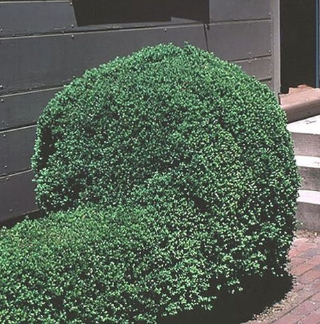 Emerald Jewel Boxwood