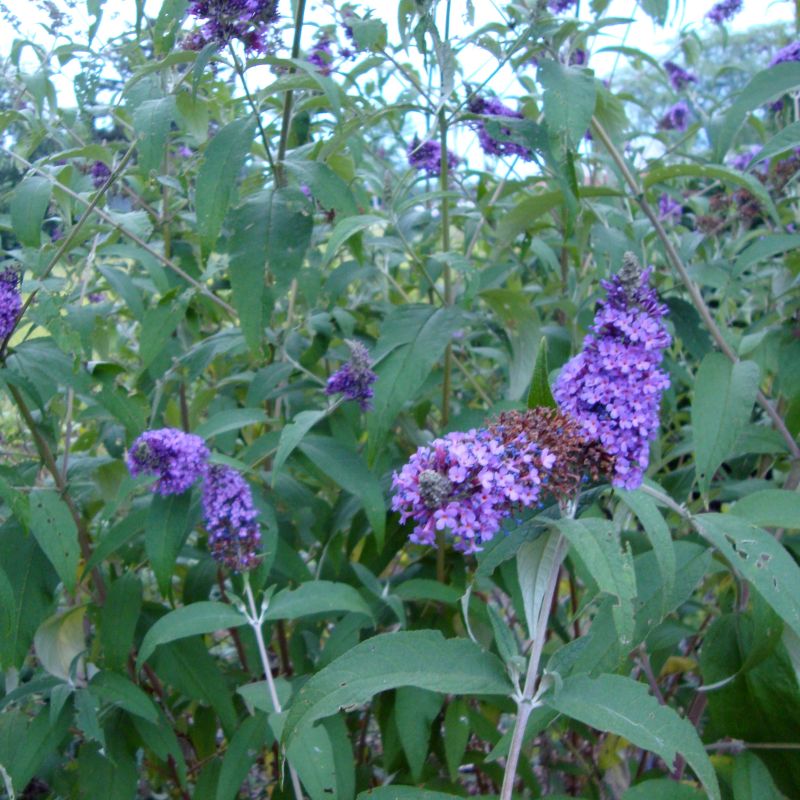 Nanho Blue Butterfly Bush