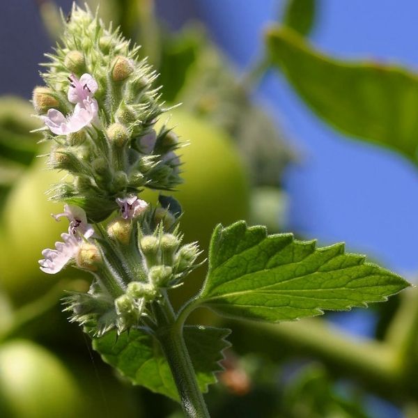 Catnip Plant