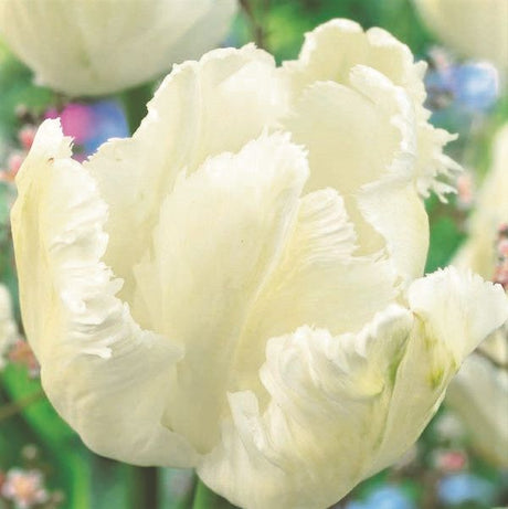 White Parrot Tulip