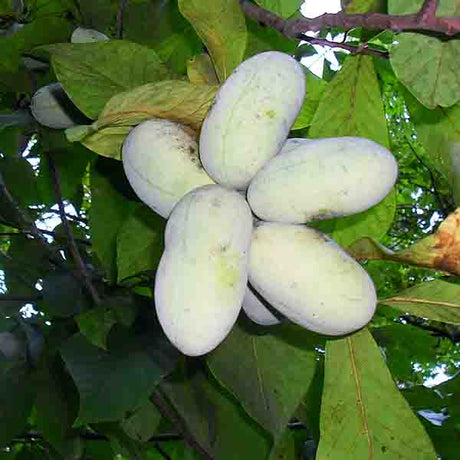 Wells Pawpaw Tree