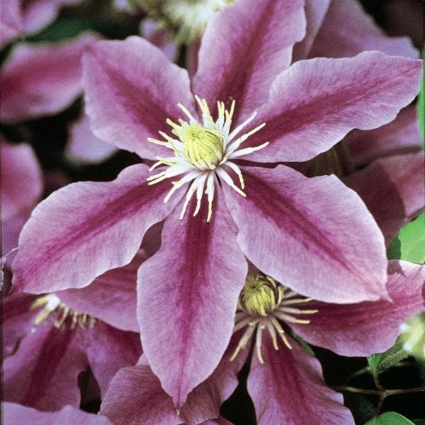 Sugar Candy Clematis