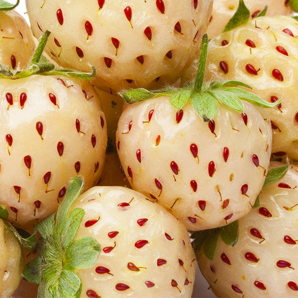 White Carolina Strawberry Plant