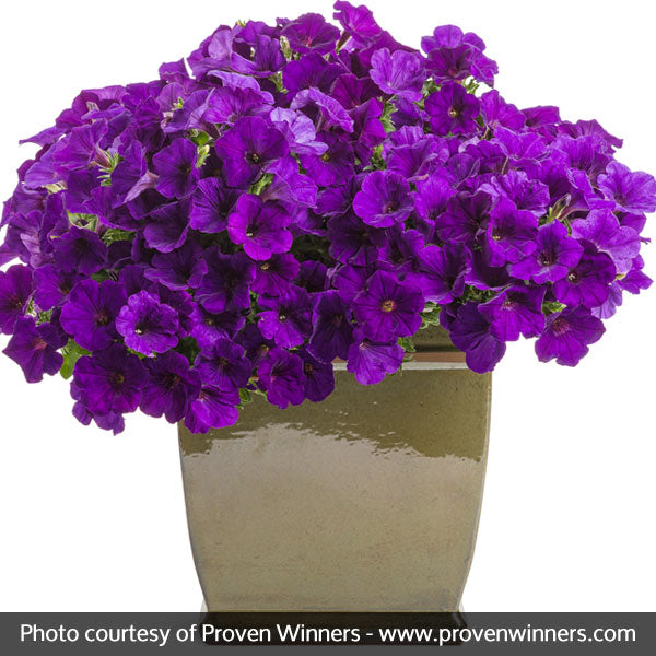 Supertunia&reg; Royal Velvet&trade; Petunia