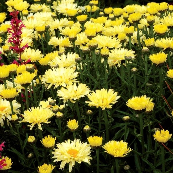 Goldfinch Shasta Daisy