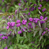 Early Amethyst Beautyberry