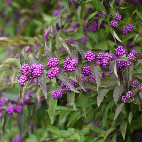 Early Amethyst Beautyberry