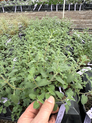 Walker's Low Catmint