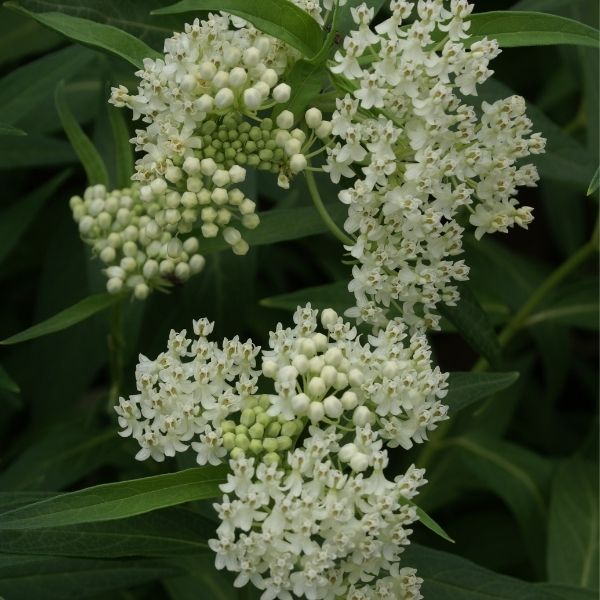 Ice Ballet Butterfly Plant