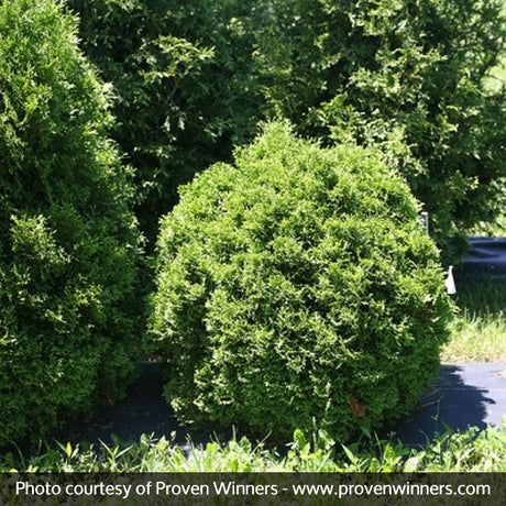 Tater Tot&trade; Arborvitae