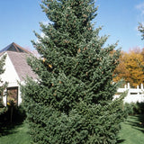 Douglas Fir Tree