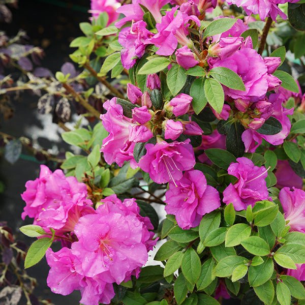 Perfecto Mundo? Double Purple Azalea